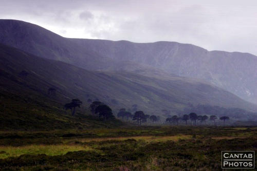 The Highlands - Photo 29